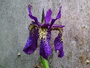 sino siberia Purple Blue